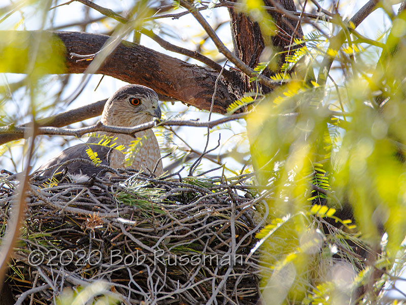 Nesting Coopers Hawk Bob Russman