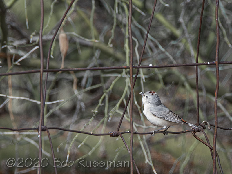 A Lucy's Warbler perching on a fence.