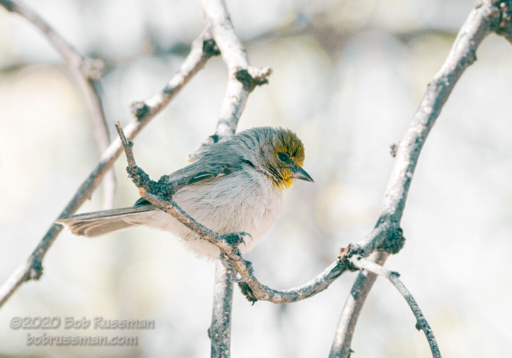 Verdin - Tumacacori, Arizona