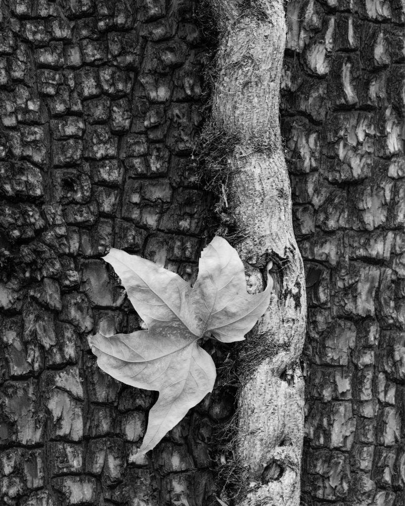 Black and white photography. A print titled "The Oak, The Vine, and the Leaf of a Sycamore"