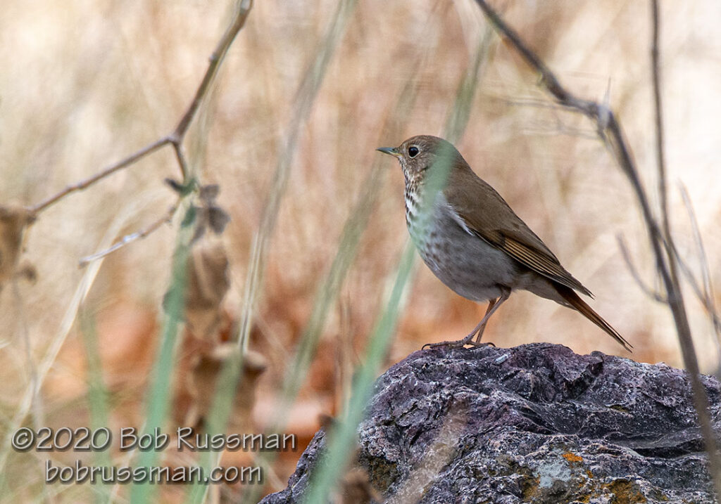 Hermit Thrush