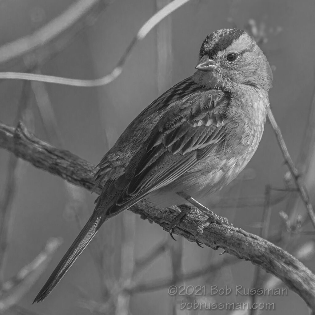 Black and white photograph of the art titled, White-Crowned Sparrow In Black And White