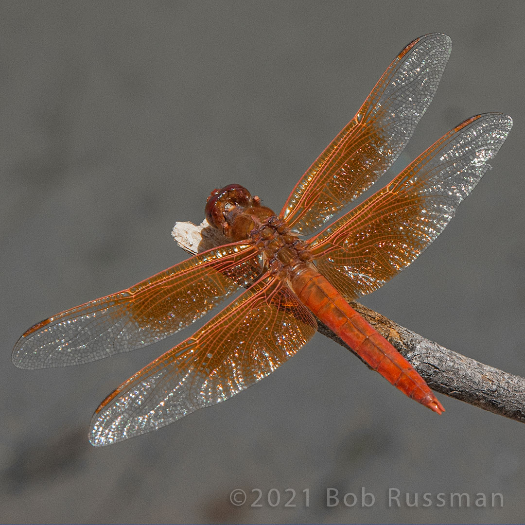 Flame Skipper Dragonfly