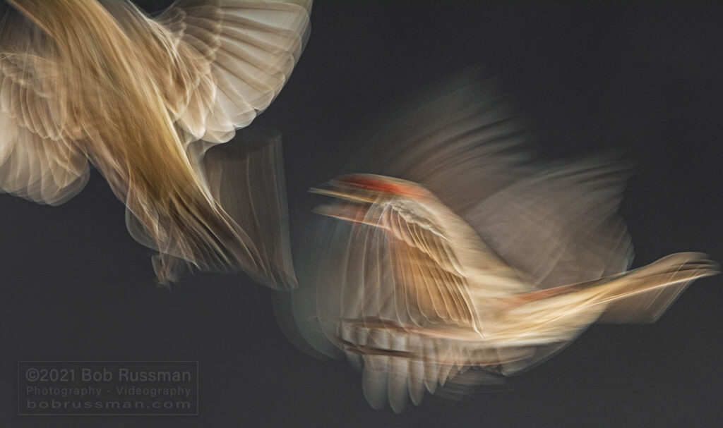 House Finch Pair In Flight