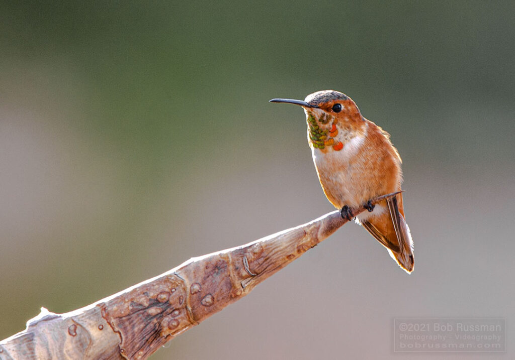 Immature Rufous Hummingbird