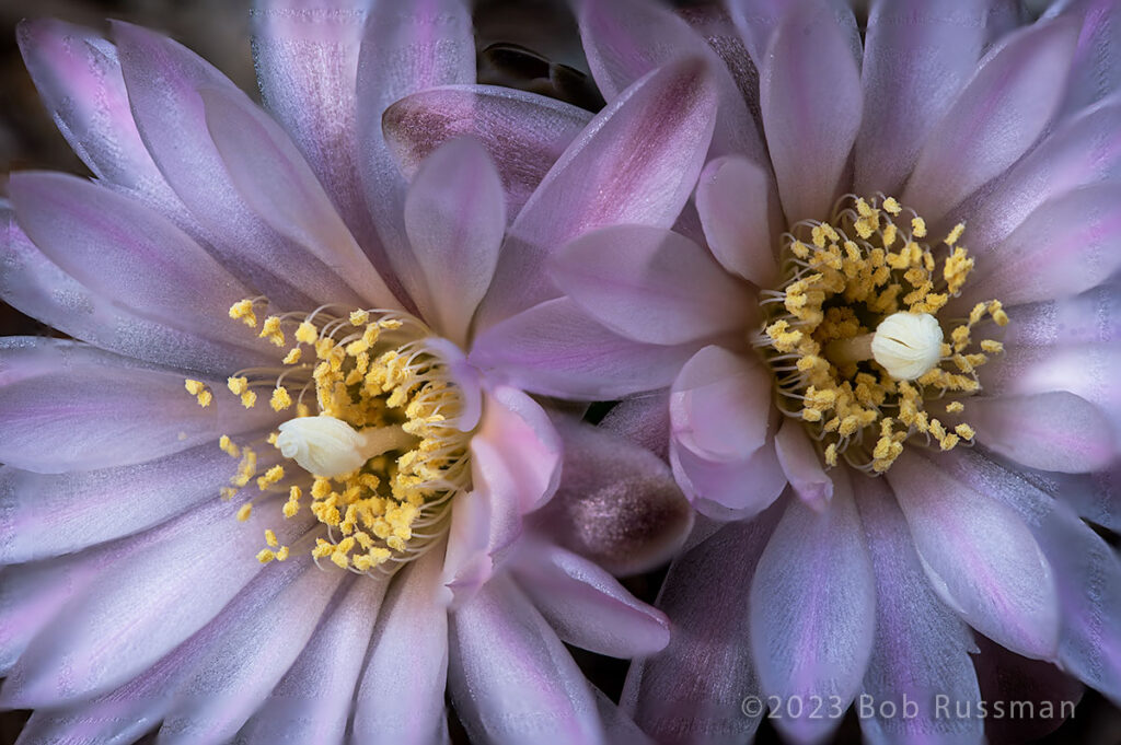 Flowers of the Gymnocalycium bruchii cactus