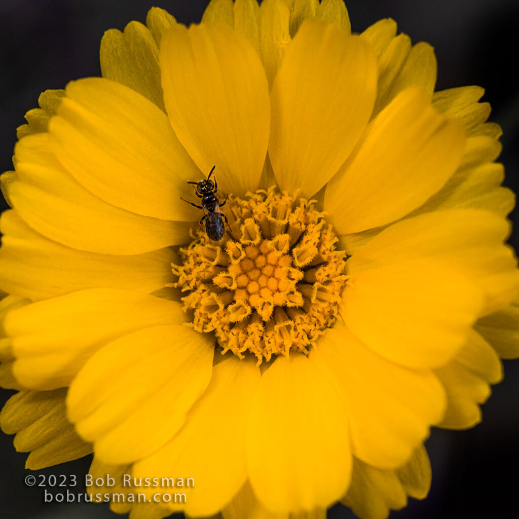 A native bee, one of many species found in southeast Arizona, collects pollen from a Desert Marigold (Baileya multiradiata).