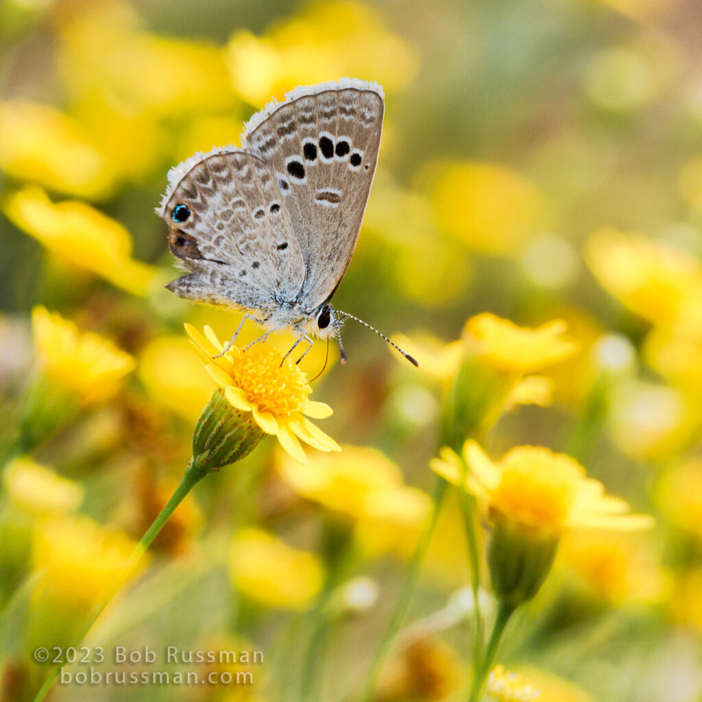 The Reakirt's Blue butterfly in this photo is feeding on nectar from Yellow Dot Wedelia