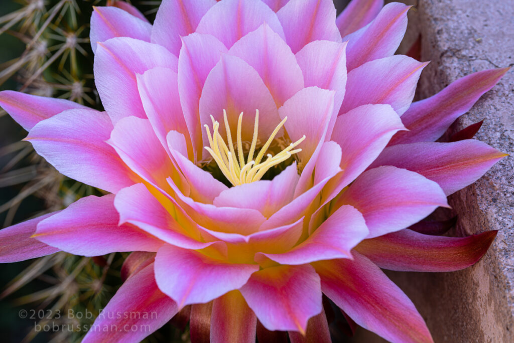 A Desert's Offering of Luminous Beauty - Photograph of a cactus flower.